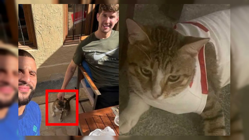 Jugadores de Inglaterra adoptan a gato callejero de Qatar 