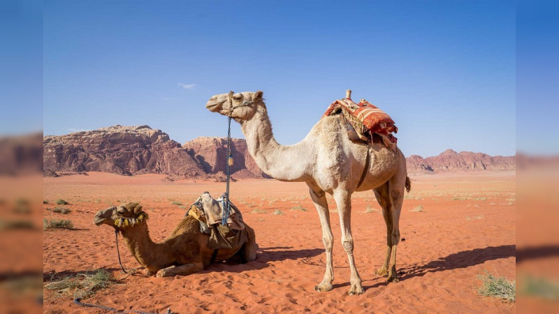 La OMS advierte los peligros de la nueva “gripe del camello”, tras el mundial de Qatar    