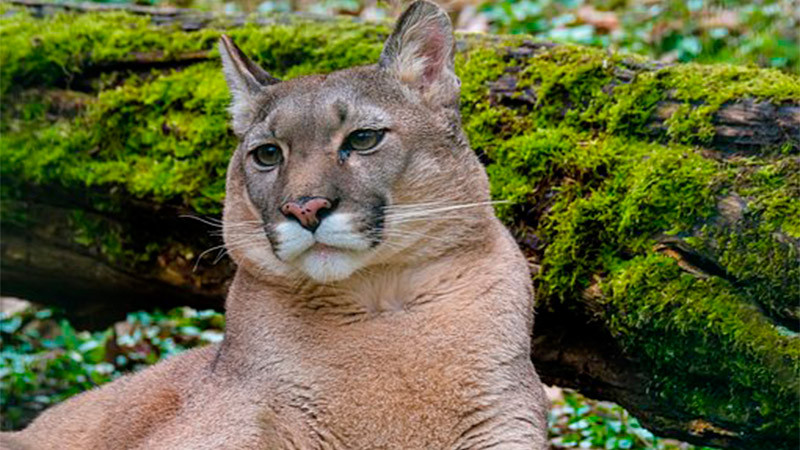 Muere puma en Hidalgo por lesiones de trampas 