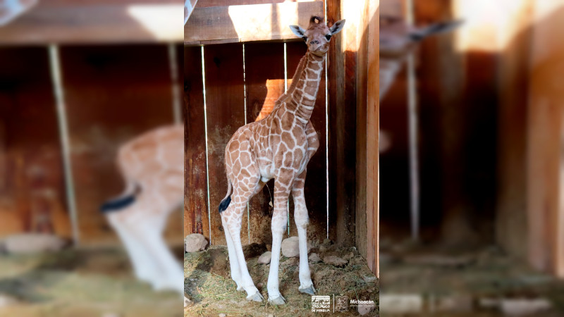 Nace jirafa reticulada en el Zoológico de Morelia 