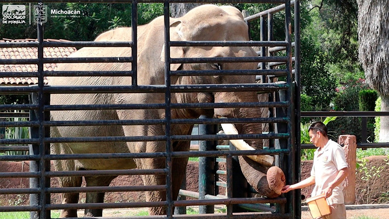 El Zoológico de Morelia extiende su horario en estas vacaciones