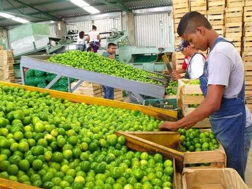 Ligero repunte al precio del kilogramo del limón que se destina al empaque y la industria 