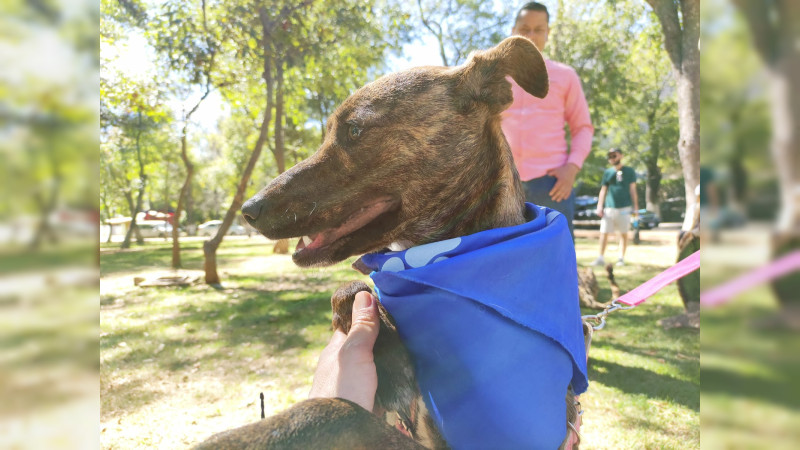 Mínimo número de municipios michoacanos cuentan con Centro de Atención Animal  