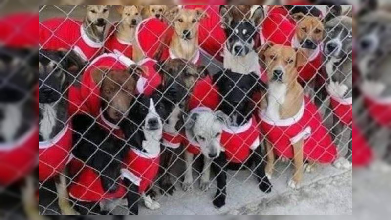 Perritos de refugio en CDMX celebran posada navideña 