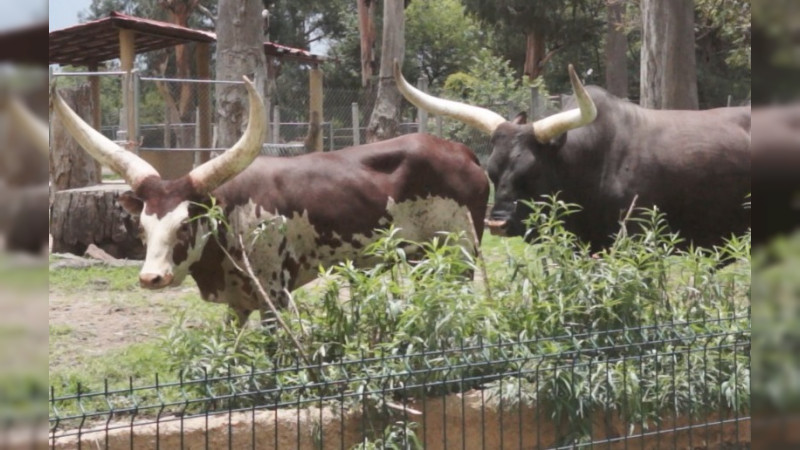 Por decomisos Zoológico de Morelia resguardó 209  animales 