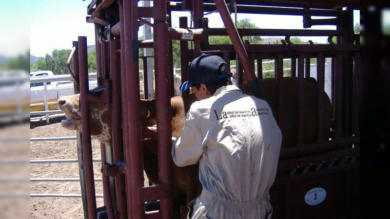 Disminuyen un 30 por ciento casos de rabia paralítica bovina en México: Sader
