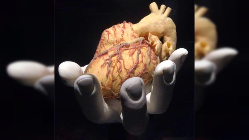 Desarrollan biotecnología para construir órganos humanos trasplantables 
