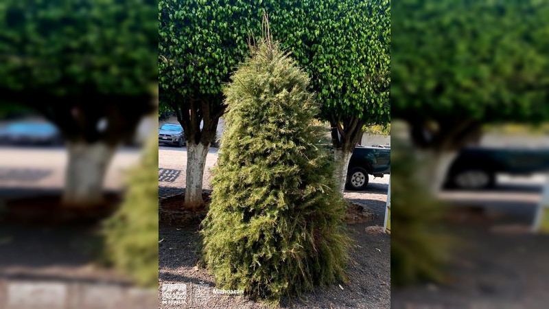 Zoológico de Morelia arranca campaña de reciclaje de árboles de navidad 