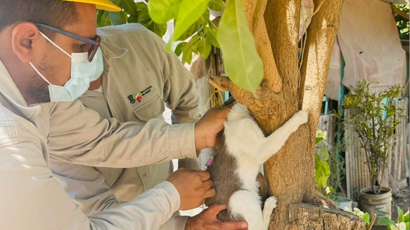 Apatzingán se aplicaran más de 40 mil dosis de la vacuna contra la rabia, con énfasis en gatos  