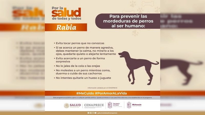 Arranca hoy en Michoacán campaña de vacunación antirrábica a gatos