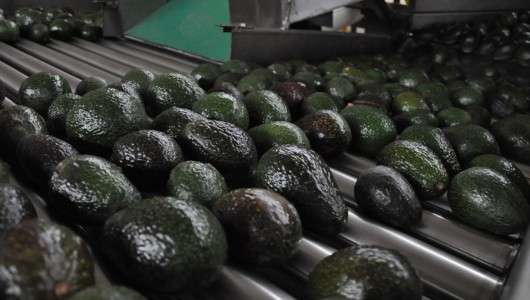 Transición de temporada afecta precio de aguacate 