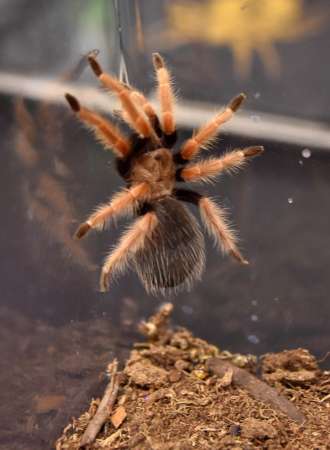 México alberga más del cinco por ciento de la diversidad de arañas en el mundo - Foto 0 