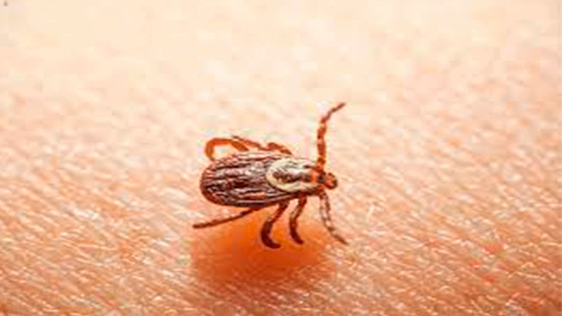 Surgen, en Tamaulipas, casos de rickettsiosis, enfermedad provocada por picadura de garrapata 