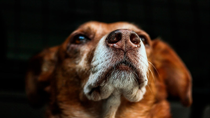 Confirman caso de rabia en un perro en Sonora 