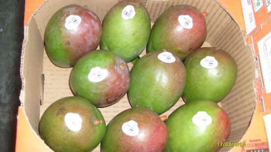 Este mes termina temporada de exportación de mango 2016  