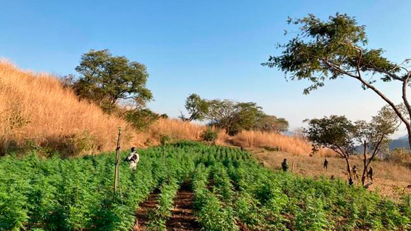 Localizan 3 sembradíos de marihuana en Michoacán; fueron destruídos 