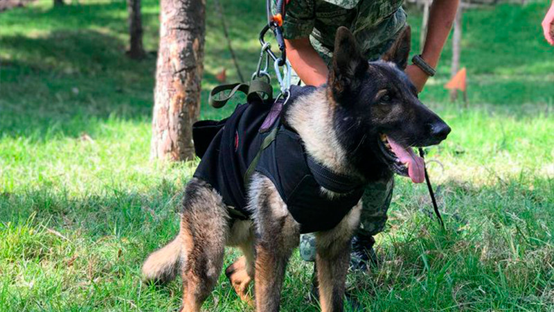 Muere perrito rescatista de la Sedena durante labores en Turquía 