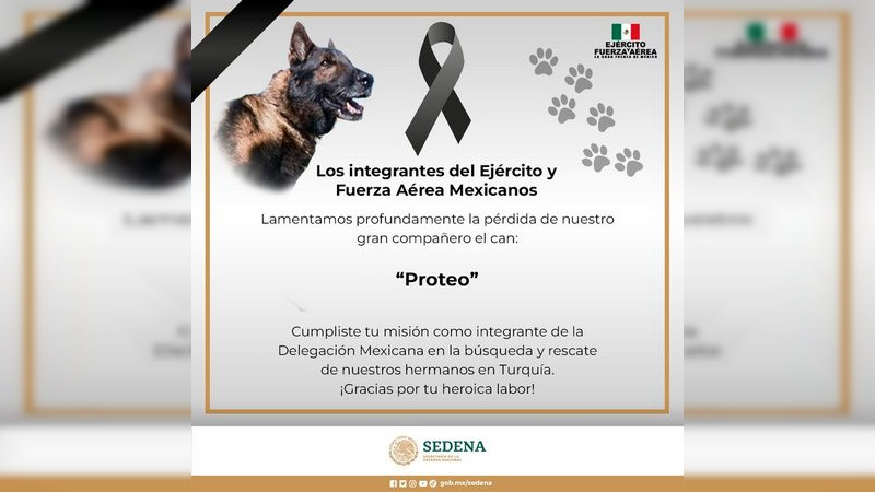 Muere perro rescatista "Proteo", durante labores en Turquía  