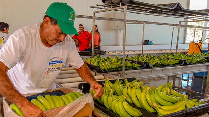 México registra récord de 5 mil mdd en exportaciones agroalimentarias   