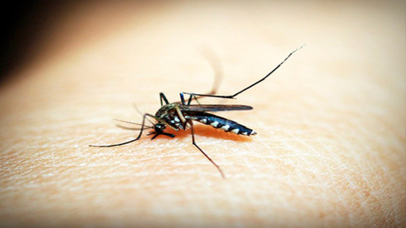 Muere primera persona por dengue en México en 2023 