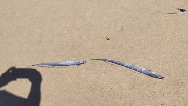 Peces aparecen muertos a la orilla de playa en Puerto Vallarta, Jalisco 
