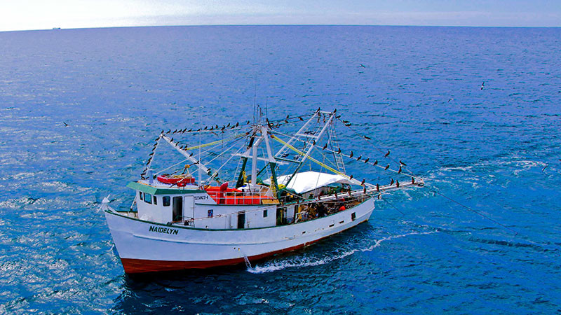 México participa en Tratado de Alta Mar para proteger ecosistema en zonas sin jurisdicción nacional 