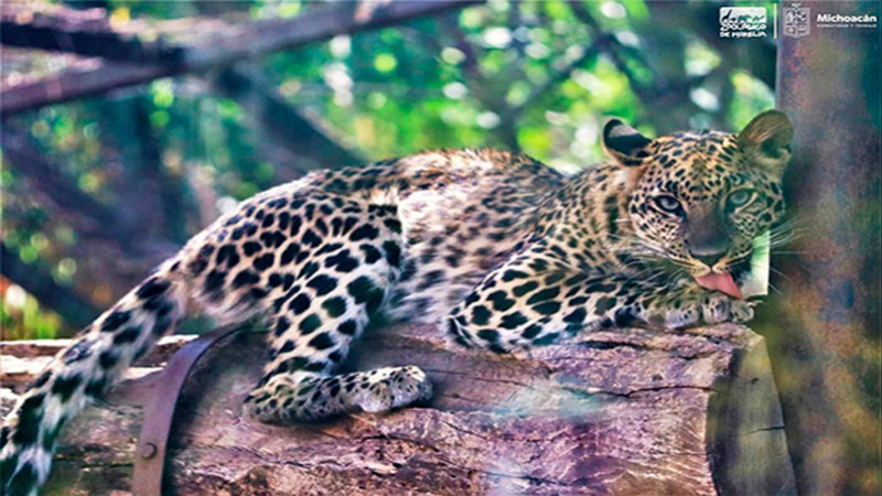 El leopardo africano, un gran felino que puedes conocer en el Zoo de Morelia 
