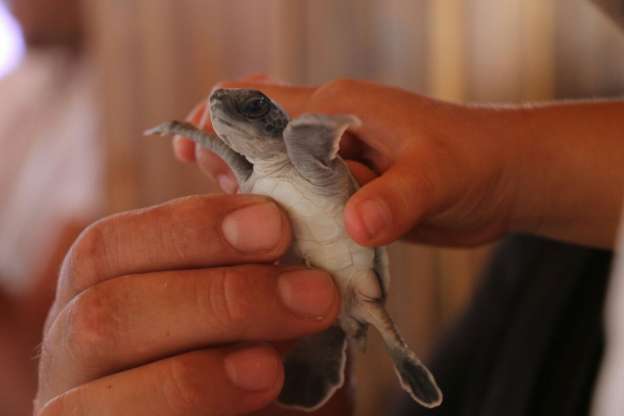 Buscan desarrollo comunitario a través de desarrollos ecoturísticos - Foto 0 