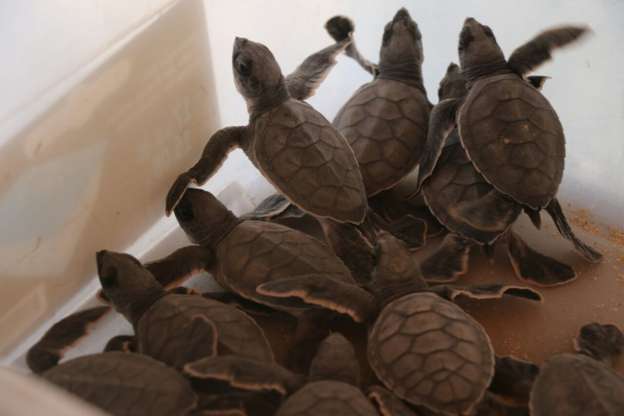 Buscan desarrollo comunitario a través de desarrollos ecoturísticos - Foto 1 