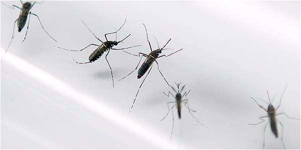 Si todos contribuyen a sanear sus domicilios, se reducirá riesgo de Dengue, Chikungunya y Zika 