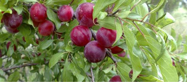Promueven la producción frutícola de Jerahuaro 