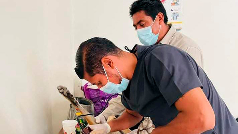 Mantiene Salud Michoacán en Morelia esterilización canina y felina sin costo 