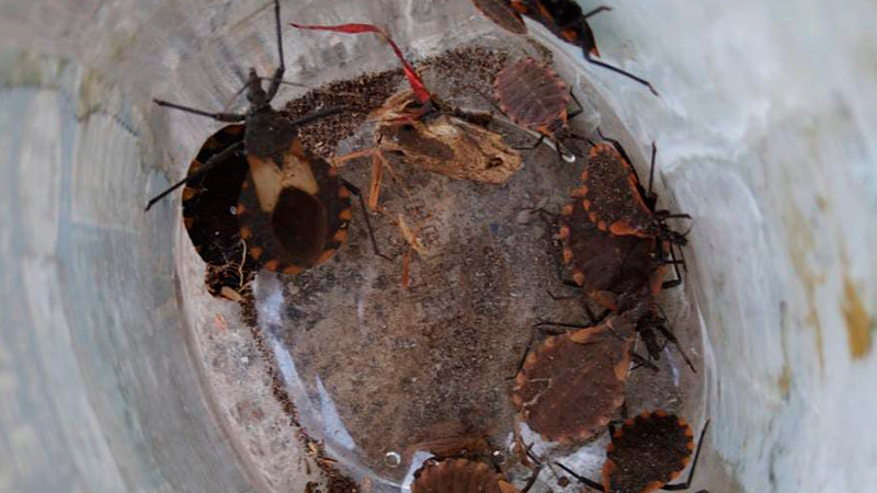 Salud Michoacán refuerza acciones contra enfermedad de Chagas, en Tacámbaro