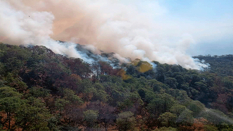 Michoacán con dos incendios forestales activos: COFOM 