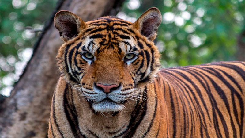  Se roban a ‘Baluma’, tigre de bengala que vivía en santuario de Sonora 
