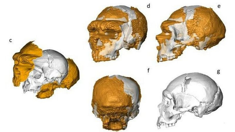 Científicos reconstruyen cráneo de neandertal que data desde hace 150 mil años 