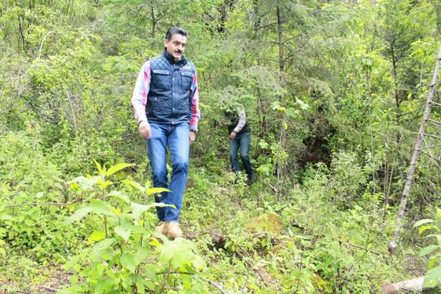 Instituciones unen esfuerzos para restaurar polígonos dañados en Reserva de la Biósfera de la Mariposa Monarca - Foto 1 
