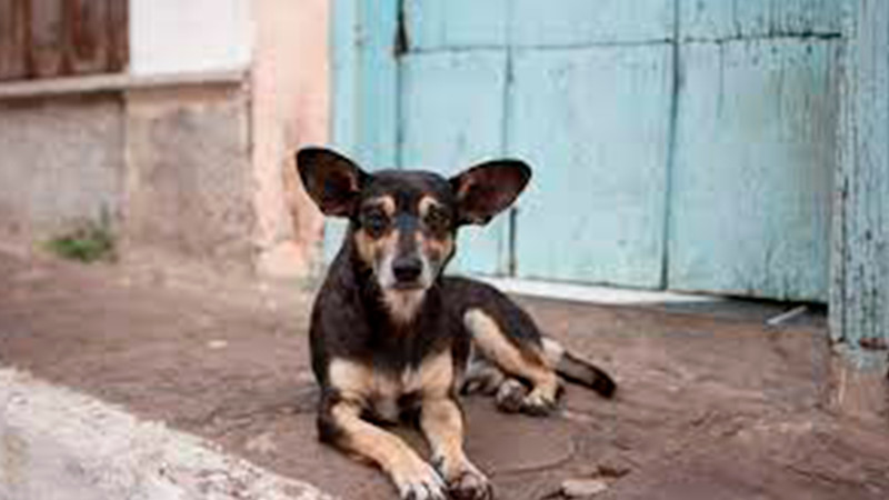 Anuncian campaña de esterilización gratuita  para gatos y perros en Morelia  