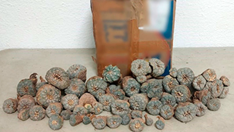 Aseguran cargamento de plantas de peyote endémicas de México, en Coahuila 