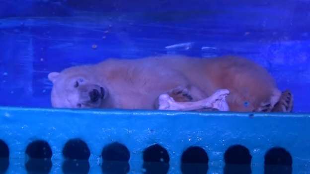 Pizza el oso polar más triste del mundo  
