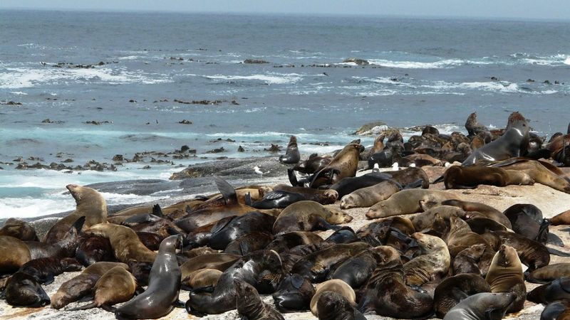 Mueren en Chile mil 535 lobos marinos y 730 pingüinos a causa de la gripe aviar 