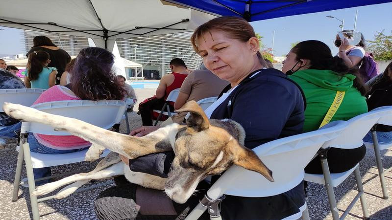 Arranca jornada de esterilización de caninos y felinos en Morelia