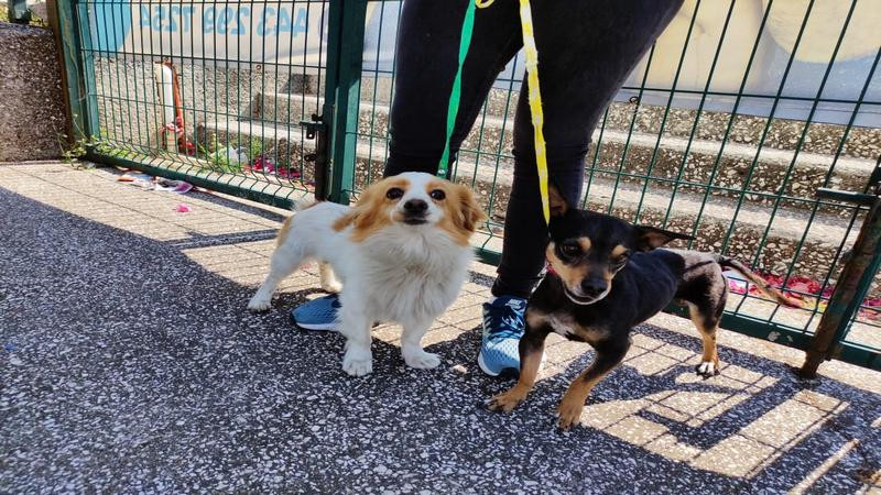 Arranca jornada de esterilización de caninos y felinos en Morelia