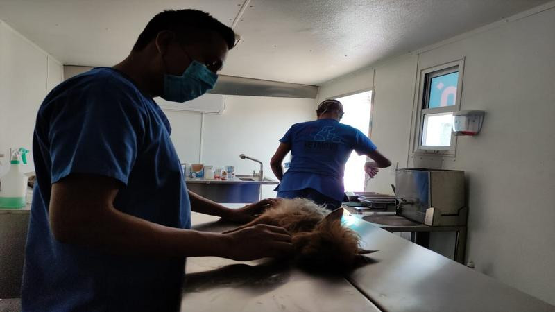 Arranca jornada de esterilización de caninos y felinos en Morelia
