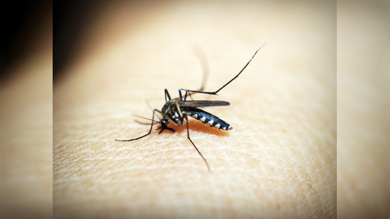 Reportan 80 casos sospechosos de dengue en San Luis Potosí 