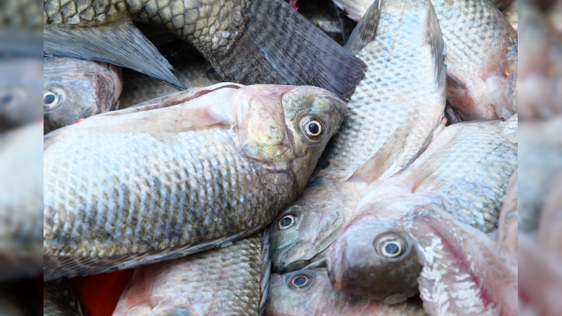 Ofrecen Centros de Abasto Popular calidad y precio en pescados y mariscos