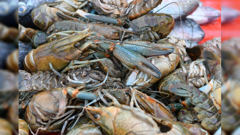Ofrecen Centros de Abasto Popular calidad y precio en pescados y mariscos