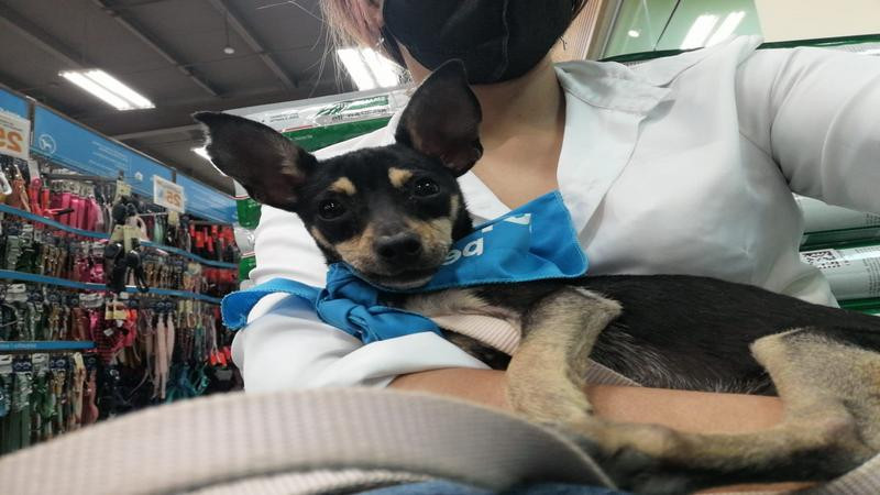 Anuncia DIF jornada de esterilización canina y felina en Morelia
