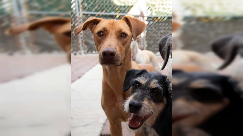 Anuncia DIF jornada de esterilización canina y felina en Morelia