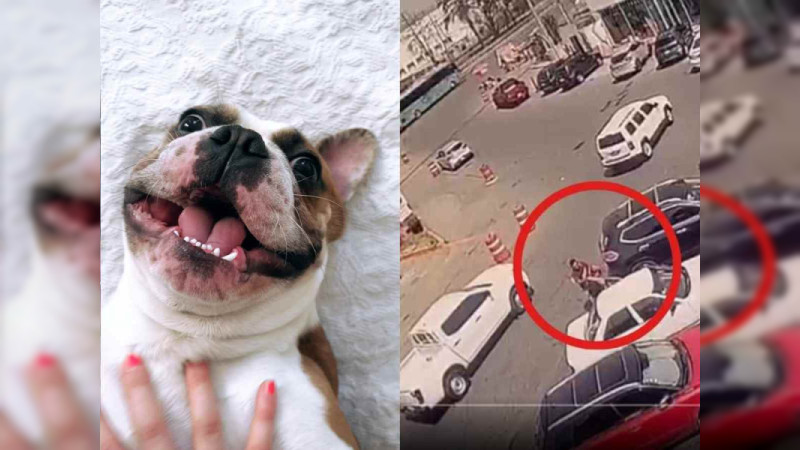 Le roban hasta el perro en la carretera México - Querétaro; ofrecen recompensa 